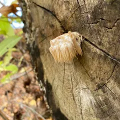 lion's-mane mushroom thumbnail 4