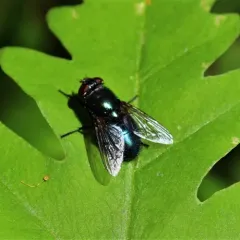 Black Blow Fly thumbnail 4