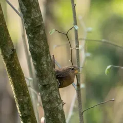 Pacific Wren thumbnail 4