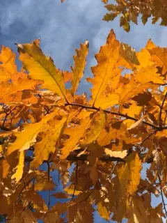 Hungarian Oak thumbnail 3