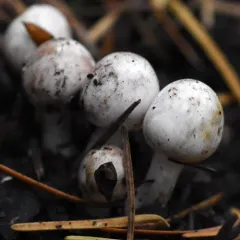 blushing fibrewort thumbnail 3