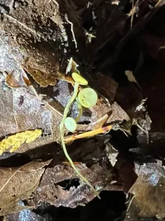 Lanzia luteovirescens thumbnail 3