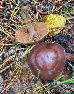 Cortinarius aptecohaerens thumbnail 2