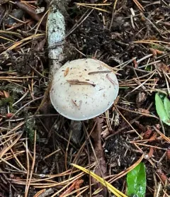 Hebeloma velutipes thumbnail 4