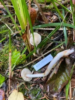 Tricholoma platyphyllum thumbnail 2