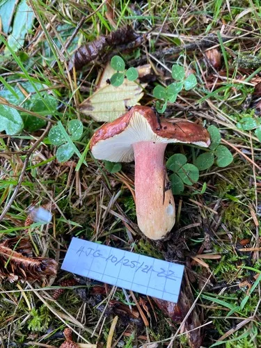 Russula punicea