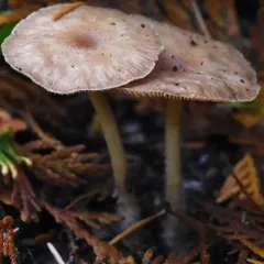 Wood Woolly-foot thumbnail 2