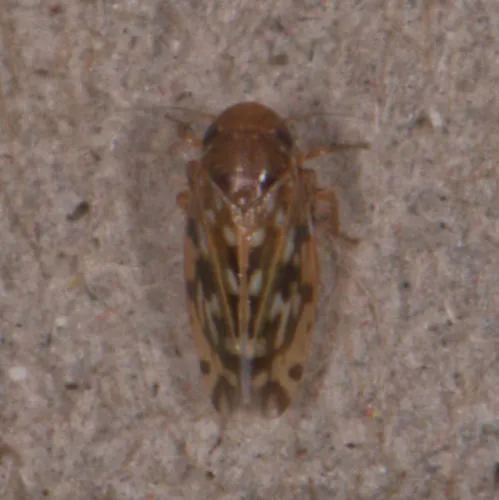 Xestocephalus fulvocapitatus