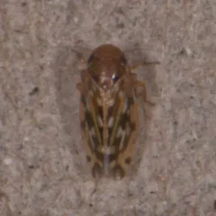 Xestocephalus fulvocapitatus thumbnail 1