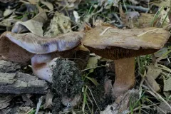 Phlegmacium caesiocolor thumbnail 1