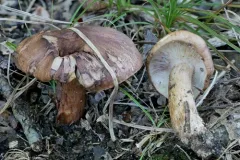 Tricholoma brunneoluteum thumbnail 1