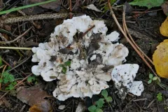 Flowery Spongepore thumbnail 2