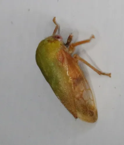 Ophiderma flava