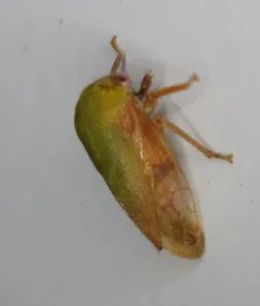 Ophiderma flava thumbnail 1