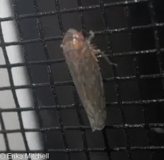 Osbornellus consors thumbnail 3