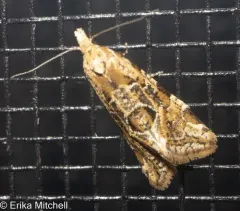 Angular Aethes Moth thumbnail 1