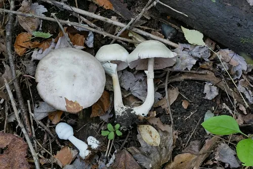 Agaricus butyreburneus