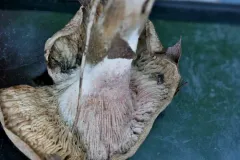 Talaromyces amestolkiae thumbnail 1