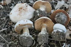 Cortinarius scaurotraganoides thumbnail 1