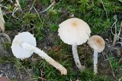 Lepiota oreadiformis thumbnail 1