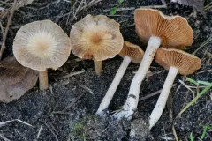Cortinarius albocyaneus thumbnail 1