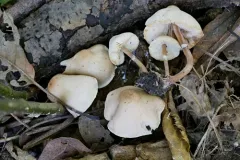 Lepiota neophana thumbnail 1