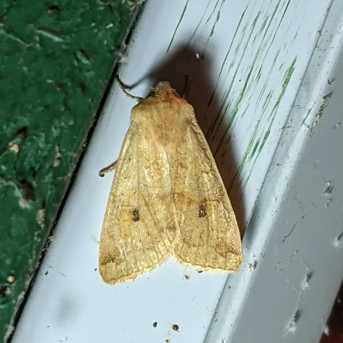 Shield-backed Cutworm Moth