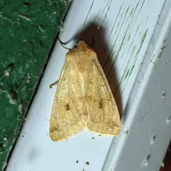 Shield-backed Cutworm Moth thumbnail 1