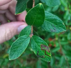 Aulagromyza luteoscutellata thumbnail 3
