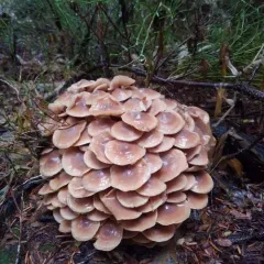 Cluster Cap thumbnail 2