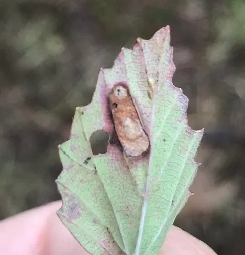 Phyllonorycter viburnella