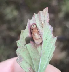 Phyllonorycter viburnella thumbnail 1