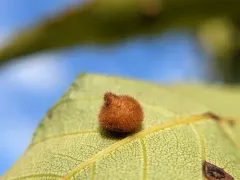 Caryomyia holotricha thumbnail 3