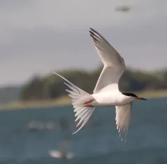 Roseate Tern thumbnail 2