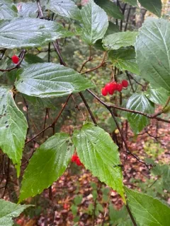 tea viburnum thumbnail 2