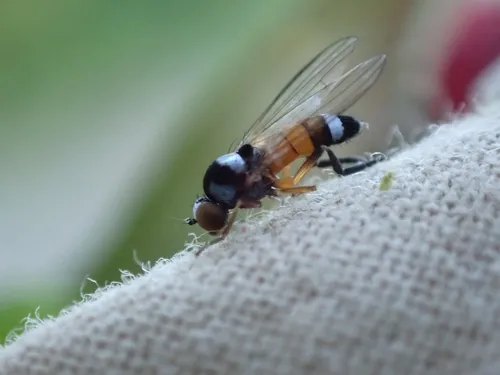 Callomyia velutina