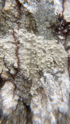 Texas Wart Lichen