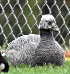 Emperor Goose thumbnail 2