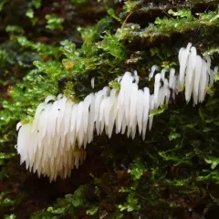 swarming spine thumbnail 3