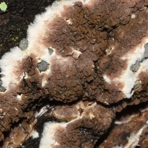 Serpula himantioides