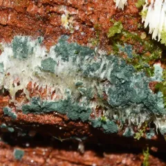 Trichoderma viride thumbnail 1