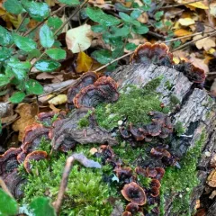 hairy curtain crust thumbnail 4
