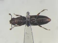Rhizophagus dimidiatus thumbnail 1