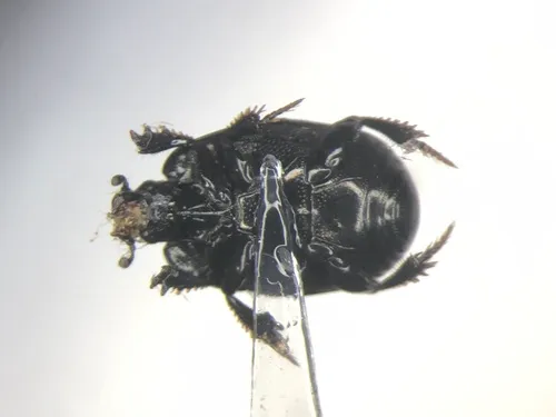 Hypocaccus dimidiatipennis