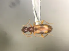 Cloudy Flower Beetle thumbnail 2