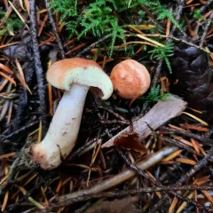 Yellow-staining Milk Cap thumbnail 3