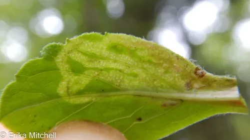Phytomyza thermarum