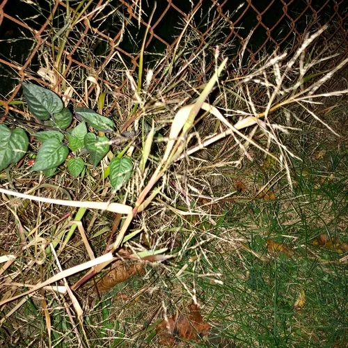 smooth crabgrass