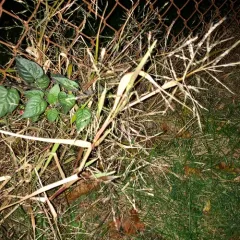 smooth crabgrass thumbnail 1