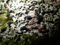 Arthophacopsis parmeliarum thumbnail 1